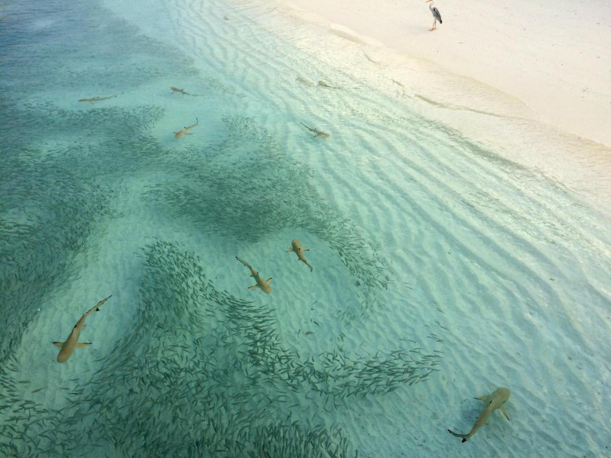Aquzz Hotel & Spa - Maldives Maafushi Exterior foto